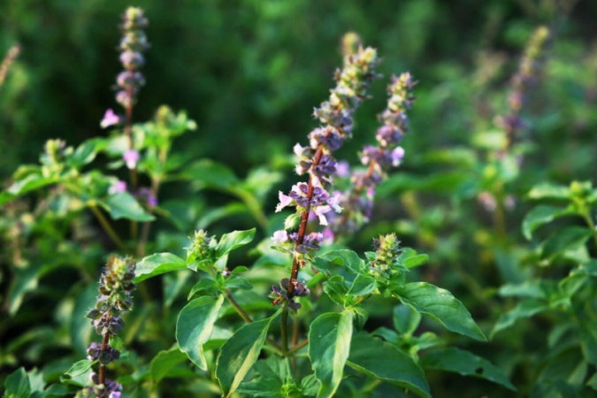 Tulsi is a healing herb, add it to your diet to get these amazing health  benefits | NewsTrack English 1