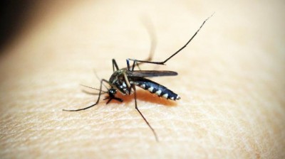 Danger of another infection caused by mosquitoes amid dengue