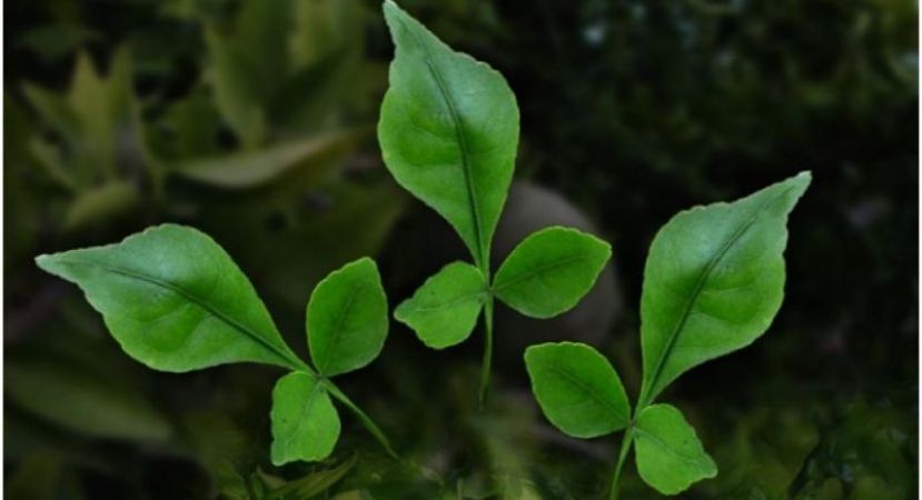 Here are Amazing Uses And Benefits Of Bael Leaves | NewsTrack English 1