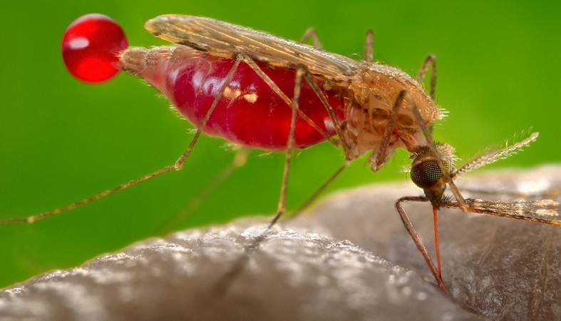 मलेरिया के टीके को और भी विकसित  करने की ज़रुरत है