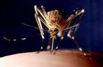 बांग्लादेश में जानलेवा बनता जा रहा है डेंगू, जानिए कैसे कर सकते हैं अपना बचाव?