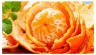 Know the Hidden Benefits of Orange Peels: Don't Throw it, Utilize!