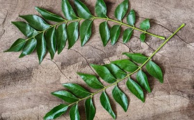 Curry leaves are very beneficial in diabetes and cholesterol