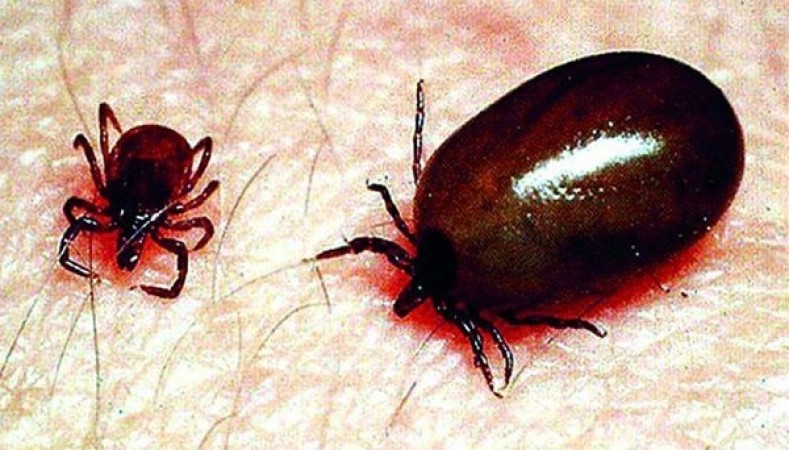 What is Scrub Typhus, a Bacterium that is Killing Shimla Residents? Symptoms to Warnings: Everything You Need to Know