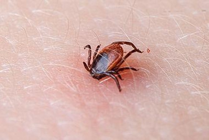Tick-Borne Meat Allergies: A Growing Concern in America