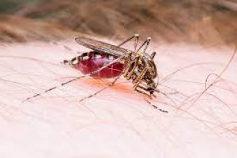 Does your blood type determine whether mosquitoes will bite or not?