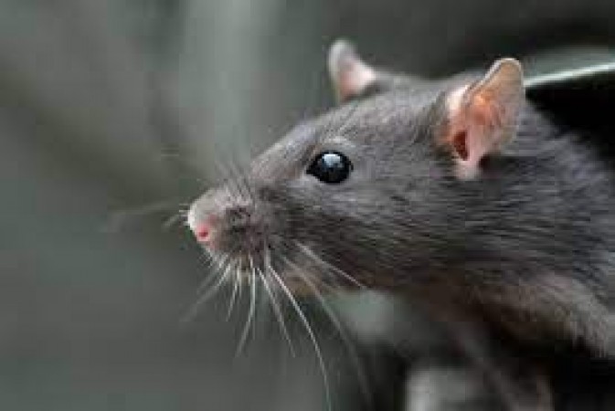 Be careful if you have rats at home, they can spread rabies disease
