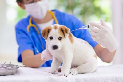 How effective is the anti-rabies vaccine for dogs?
