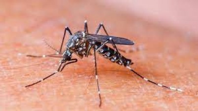 बढ़ा डेंगू और टाइफाइड का खतरा, जानिए कब जानलेवा बन जाती हैं ये बीमारियां