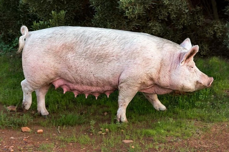 Scientists Achieve Breakthrough: Growing Humanised Kidney in Pigs