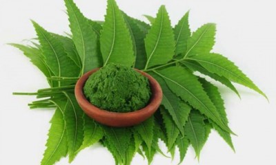 From oral health to malaria, neem leaf is very beneficial