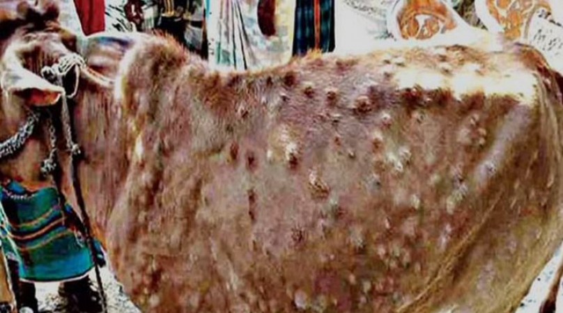 Lumpy Skin Disease: Is it affect humans or spread by cattle milk? Detail Inside