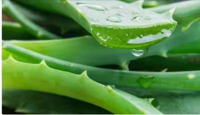 How to Add Aloe Vera into Your Daily Beauty Routine for Radiant Skin and Lustrous Hair