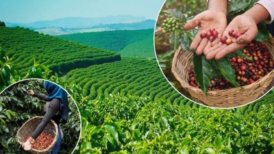 A must-visit trip to India’s famous coffee plantations: Experience the ‘Kaapi’ magic – Brews with views!