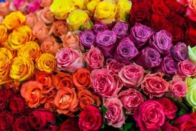 लाल गुलाब के साथ ही प्यार का इजहार क्यों? पीला या गुलाबी क्यों नहीं, जानिए रंगों का मतलब