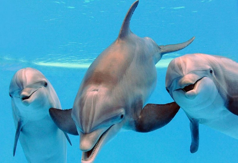 Dolphins: Giving Each Other Names and Responding to "Signature Whistles