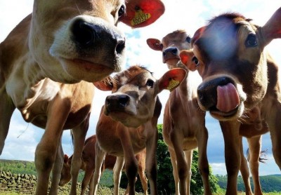 Moo-tiful Friendships: Cows Forming Social Bonds