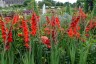 Want to plant gladiolus plant in a pot at home? These gardening tips will be useful