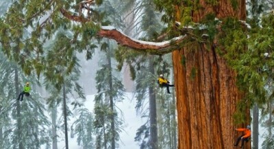 Exploring the Majesty of the World's Tallest Trees | NewsTrack English 1