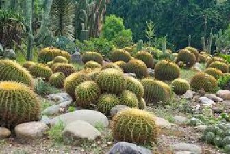 Asia's Largest Cactus Garden: A Unique Natural Wonderland