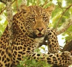 TN stands at No:4 in Leopard count