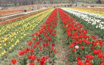 Celebrating Nature's Canvas: The Splendor of the Delhi Tulip Festival