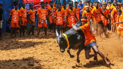 Best Places to Visit During the Vibrant Pongal Festival, Tamil Nadu