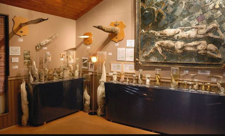 Icelandic Phallological Museum: Exploring a Museum of Animal Penises