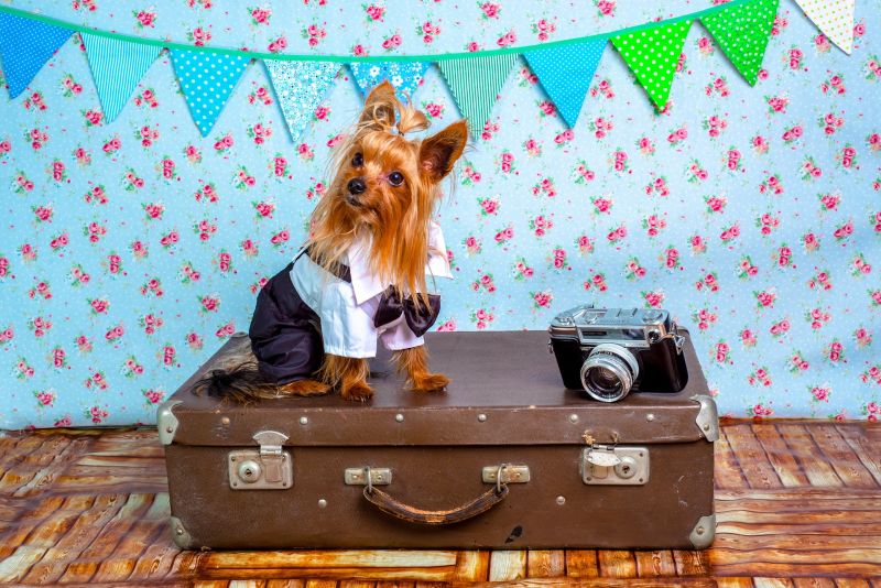 10 Essentials tips while travelling with your pet