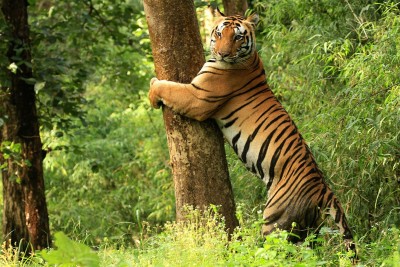 बाघों को देखने के लिए भारत के शीर्ष पांच राष्ट्रीय उद्यान