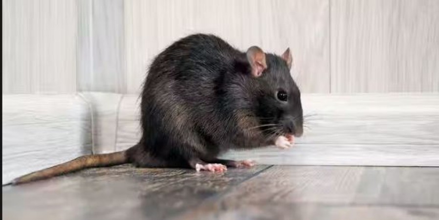 Rats bite the feet and hands of icu patient, 2 doctors suspended