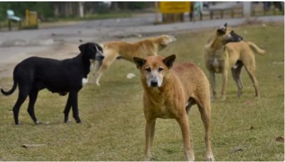 Man-eating dogs in UP, a 5-year-old girl was victimized in Saharanpur, and a 9-year-old child was scavenged in Hapur