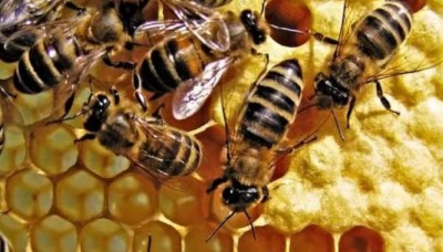 महादेव के दर्शन करने जा रहे थे भक्तों पर अचानक मधुमक्खियों ने कर दिया हमला, 2 की हुई दर्दनाक मौत