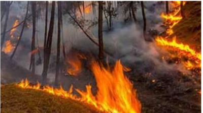 बीते 24 घंटों में 45 स्थानों के वनों में लगी आग, 2 लोग झुलसे