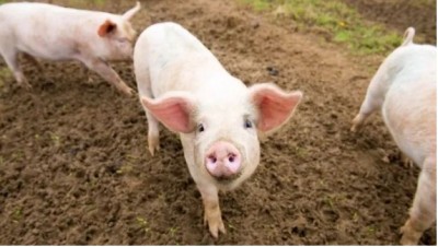 'Swine fever' wreaks havoc in Tripura, orders issued to kill and bury pigs