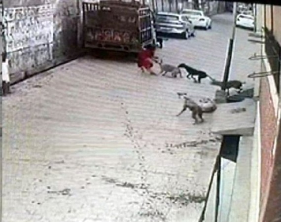 Uttar Pradesh: 12 dogs attacked a 7-year-old girl, see CCTV photos