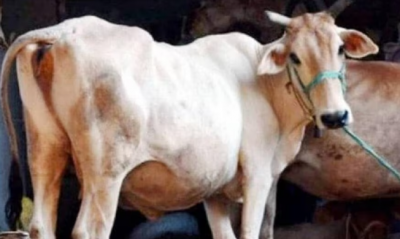 गाय खरीदने की 90% कीमत दे रही ये राज्य सरकार, इस तरह उठा सकते हैं लाभ !