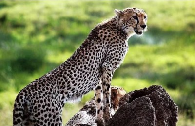 Another death after Cheetah Shasa brought from South Africa