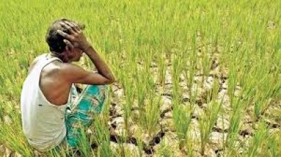कोरोना संकट में लोगों की भूख मिटाने में जुटा किसान, बिना मुनाफे के उगा रहा फसल