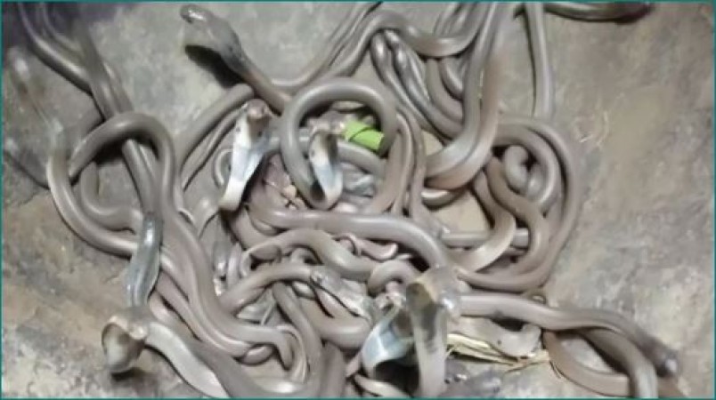 Maharashtra: Family went out for a walk, 22 poisonous cobra snakes recovered from a house