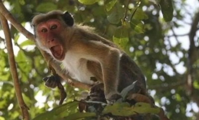 Karnataka High Court over 38 monkeys poisoned to death, bodies found in sack