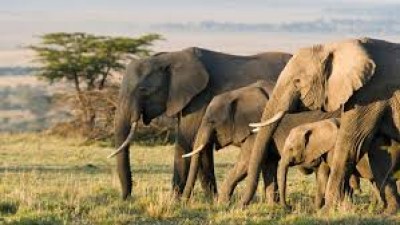 IFS officer did an experiment to save farms from elephants
