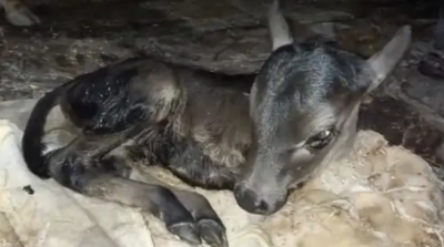 Unique calf in MP, crowd of people thronging to see