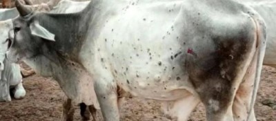 Lungi virus reaches Himachal from Punjab, animals die in Shimla-Solan