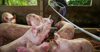 African swine fever came after Lumpy virus, more than 100 pigs died