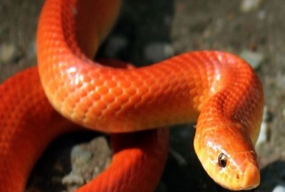 Forest department team stunned after seeing rare snake after 84 years
