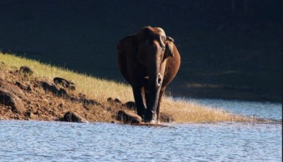 World Elephant Day: PM Modi applauds those who protect elephants