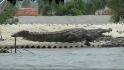 VIDEO:  Floods disrupts not only human but wild life too, Here's How A Crocodile Saved It's Life