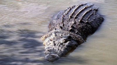 Madhya Pradesh: Crocodile enter village with flood water in Mandsaur