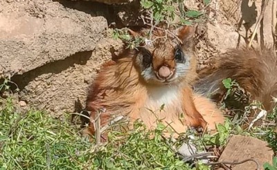उत्तराखंड के जंगलों में 70 वर्ष बाद दिखी उड़ने वाली दुर्लभ गिलहरी